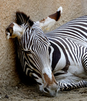 Grevy's Zebra "Just Out of It" II