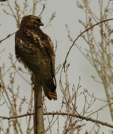 RTH (Red-tailed Hawk)