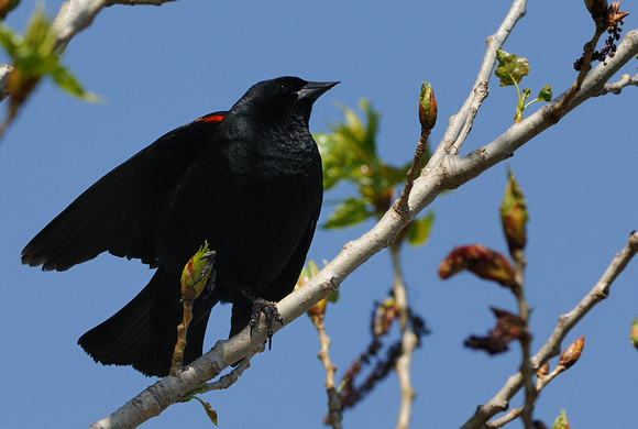 Male Red-winged Black Bird    or Agelaius phoeniceus