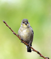 Juvenile female Lesser Goldfinch     or Carduelis psaltria