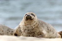 California Harbor Seal