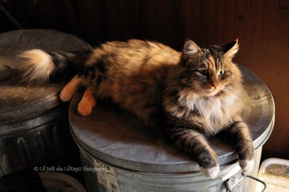 Manet - the "psycho cat" at ISO 2000 in the barn feedroom