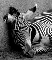 Grevy's Zebra "Just Out of It" II   B&W