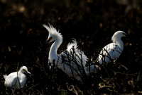 Snowy Egret Displaying V   or Egretta thula