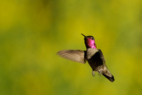 Anna's Hummingbird    or Calypte anna        VI