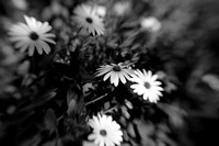 Foliage in Focus with OOF Flowers in B&W