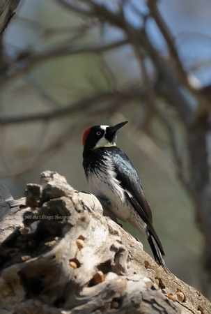 Acorn Woodpecker Female     or Melanerpes formicivorus