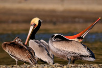 Pelican Neck Calisthenics or .......   XIV   Brown Pelican Male   or Pelecanus occidentalis