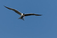 TIFs or Terns In Flight # 7