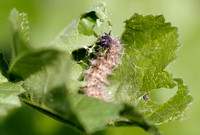 Caterpillar