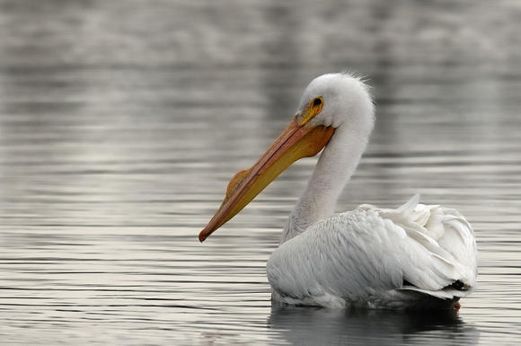 Mature Adult White Pelican
