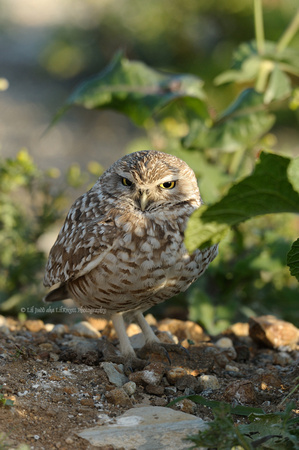 Burrowing Owl      or Athene cunicularia