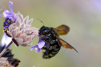 Bumblebee III