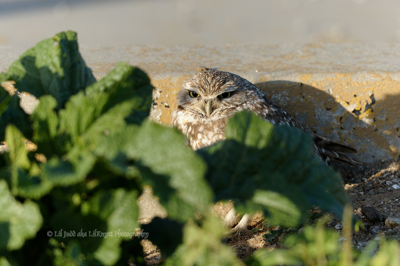 Burrowing Owl      or Athene cunicularia
