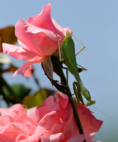Female Praying Mantis