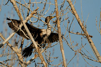 "Not a Good Place to Land II"  Immature Double-crested Cormorant   or Phalacrocorax auritus