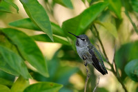 Anna's Hummingbird Adult Female   or Calypte anna