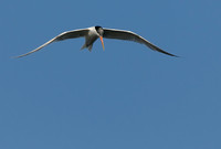 TIFs or Terns In Flight # 10