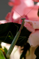 Preying Mantis Male