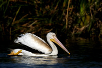 Juvenile American White Pelican    or Pelecanus erythrorhynchos