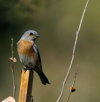Western Bluebird female   or Sialia mexicana
