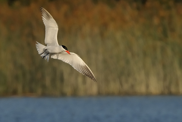 Caspian Tern in Flight   or Sterna caspia