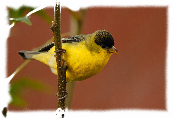 Male Lesser Goldfinch (Western variety) - -  I think