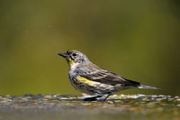 Yellow-rumped Warbler    or Dendroica coronata