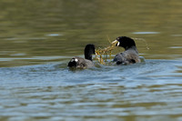 "I Want Your Food"   American Coot -   or Fulica americana