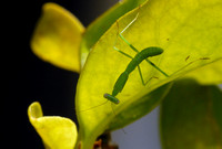 Preying Mantis   "Are You Still At It?!?!?!"  II