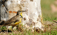 Western Meadowlark   or Sturnella neglecta
