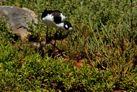 Female Black-necked Stilt leaving the nest     or Himantopus mexicanus