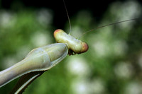 Portrait of Female Praying Mantis