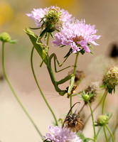 Female Praying Mantis with Lunch, a Skipper Butterfly