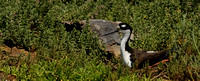 Female Black-necked Stilt on nest II    or Himantopus mexicanus