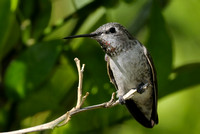 Anna's Hummingbird Adult Female   or Calypte anna