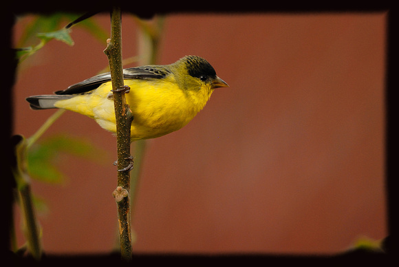 Male Lesser Goldfinch (Western variety) - -  I think