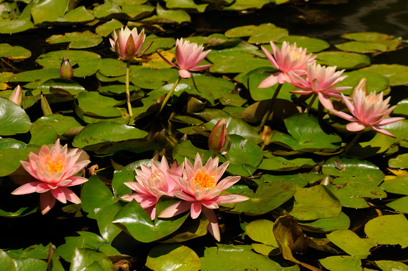 Waterlilies in the Pond at the Japanese Garden at the Huntington Library & Botanical Gardens