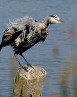 "I'm Having a Bad Feather Day" GBH  Great Blue Heron    or Ardea herodias