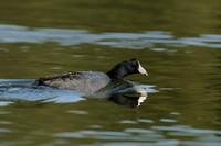 "On A Mission Be I - A Troublemaker"   American Coot -   or Fulica americana