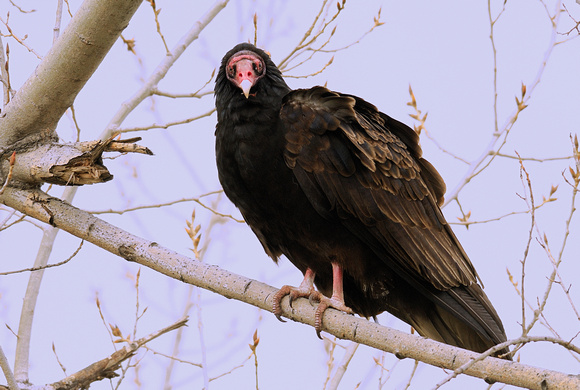 "Aren't You Done Yet?"    Turkey Vulture