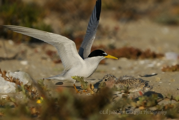 Least Tern adult feeding chick      or Sterna antillarum