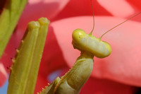 Portrait of Female Praying Mantis