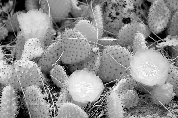 Flowering Small Cactus in the Desert Garden     II