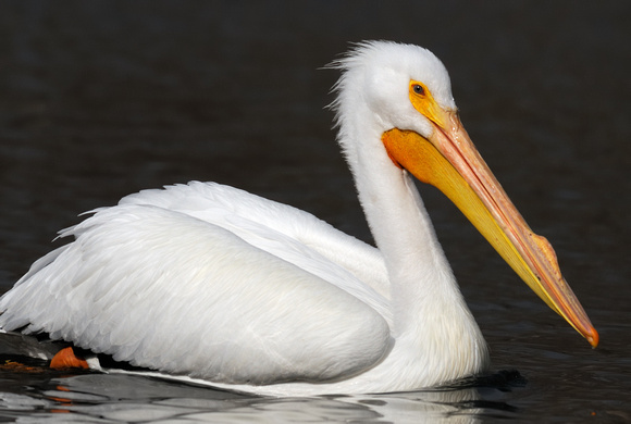Adult White Pelican