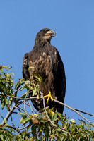 Bald Eagle - my very first....