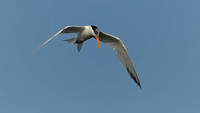 TIFs or Terns In Flight # 13