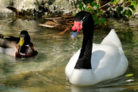 Black Necked Swan & Mallards
