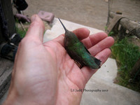 Saving a young Hummingbird......