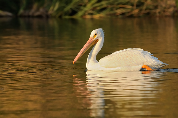 I see you admiring me while in Gold....    Adult American White Pelican    or Pelecanus erythrorhync